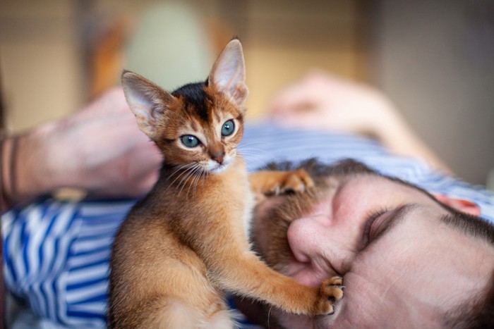ヒゲの男性を起こすアビシニアンの子猫
