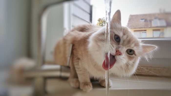 水道の蛇口から水を飲む猫