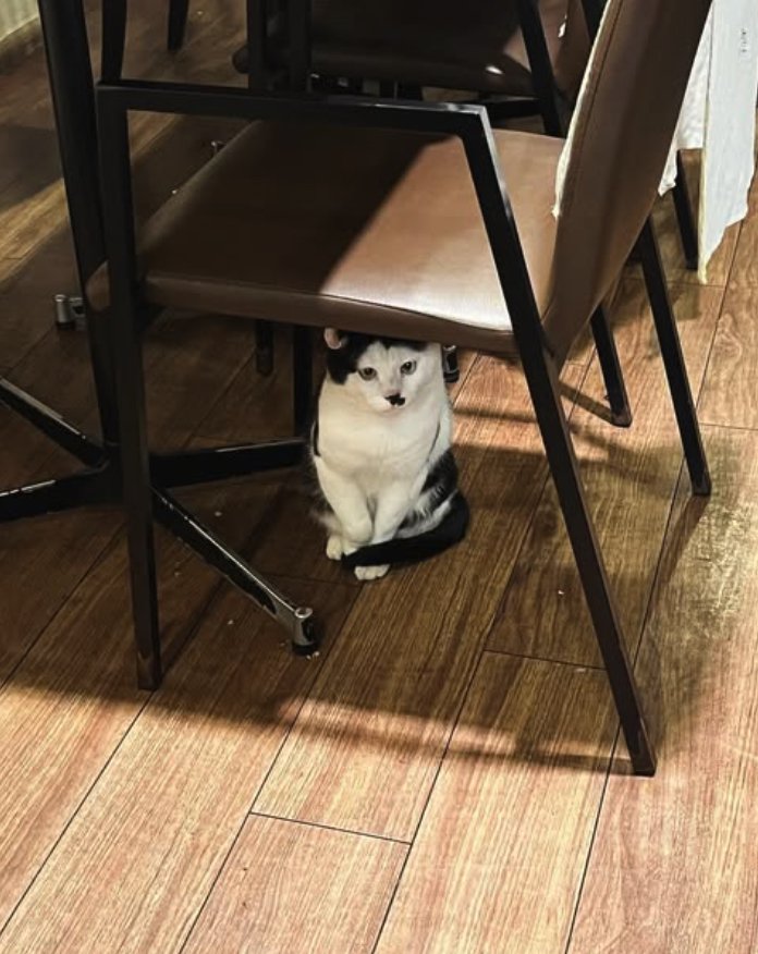 椅子の下でお座りをしている猫