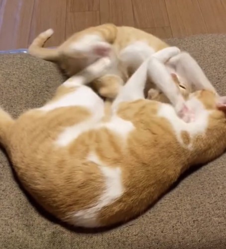 取っ組み合う2匹の猫の写真
