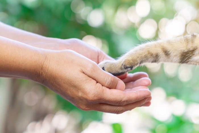 猫の手と人の手