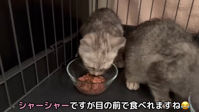 ごはんを食べる2匹の子猫