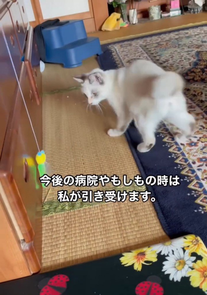 おもちゃを見る猫