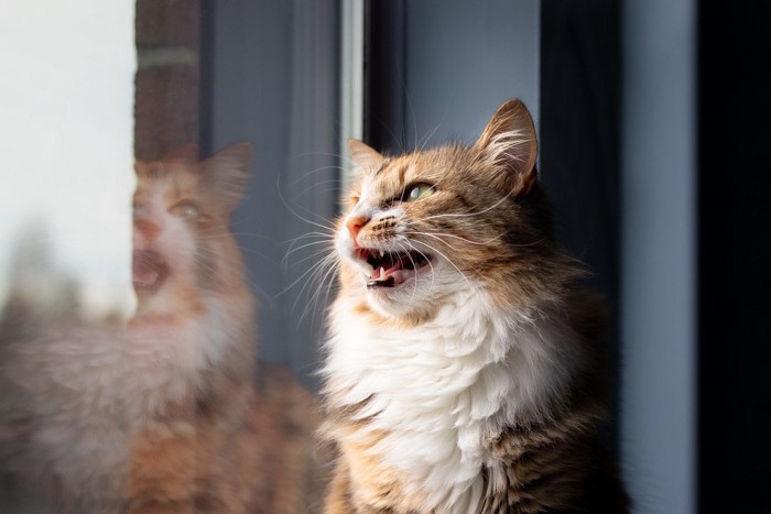 窓辺でクラッキング中の長毛猫