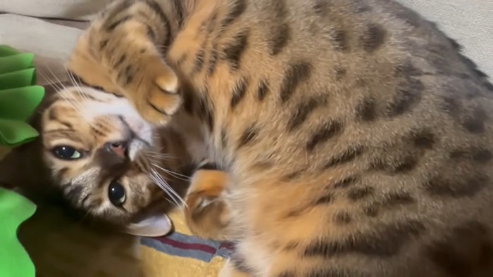 お腹を見せてくれる猫