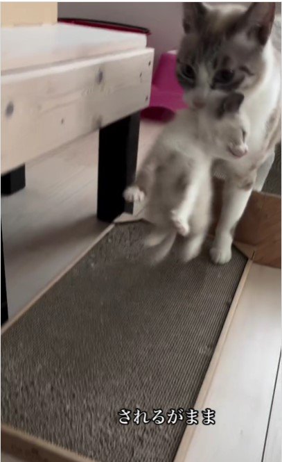 母猫に運ばれる子猫