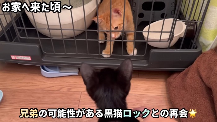 テロップ「兄弟の可能性が~」