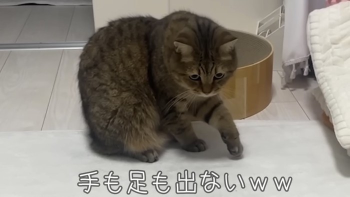 「手も足も出ないww」のテロップ写真