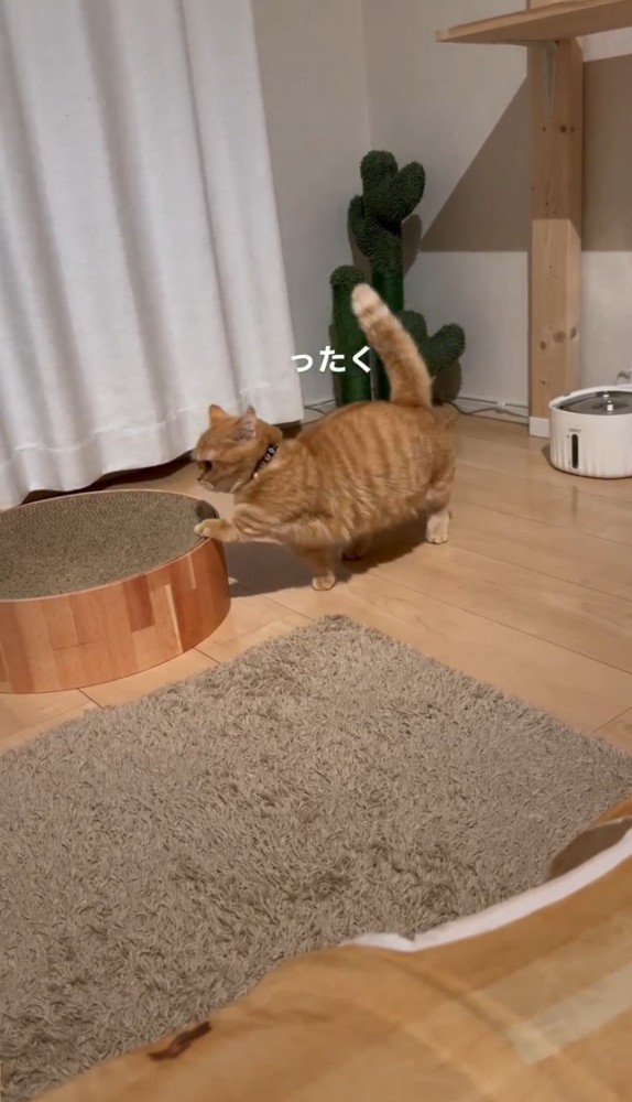 爪とぎベッドに前足をかける猫