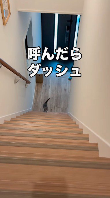 階段を駆け上がる子猫