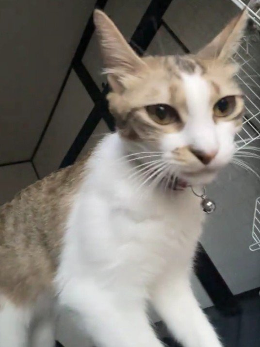 立っている猫