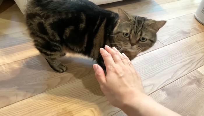 ママさんの手を見つめて