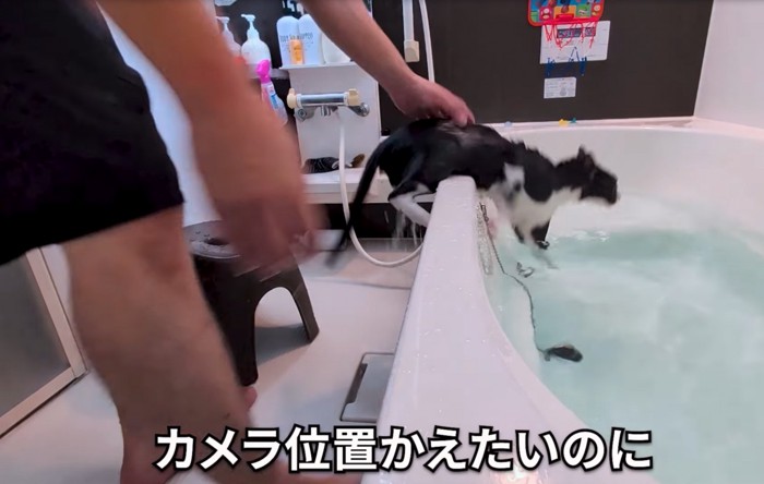 浴槽に戻る猫