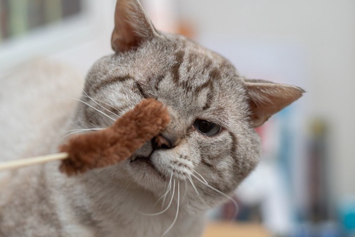おもちゃで遊ばない猫