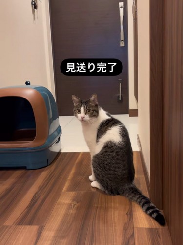 振り向く猫