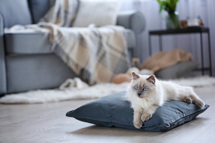 部屋でくつろぐ長毛の猫