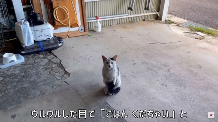 訴える猫