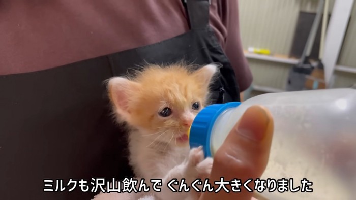 ミルクを飲む子猫