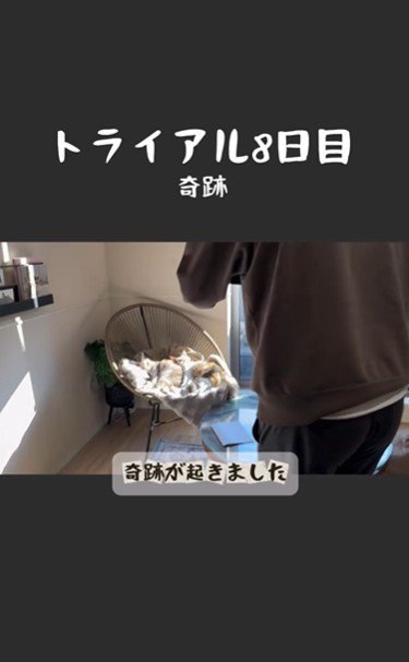 椅子の上で寝ている2匹の猫とそれを撮影している人