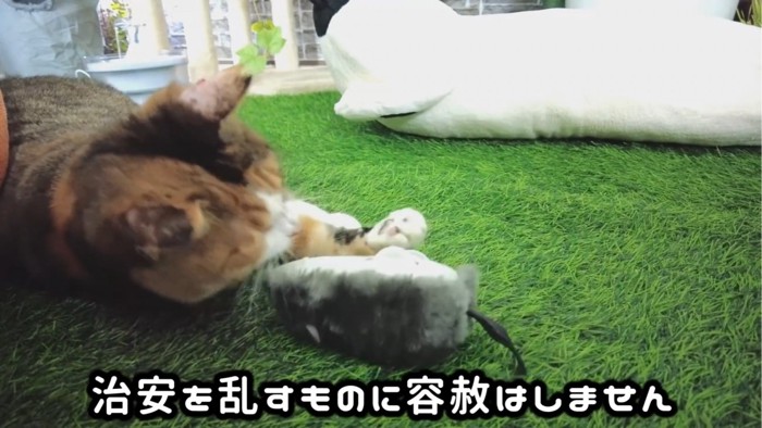 ネズミのおもちゃで遊ぶ猫