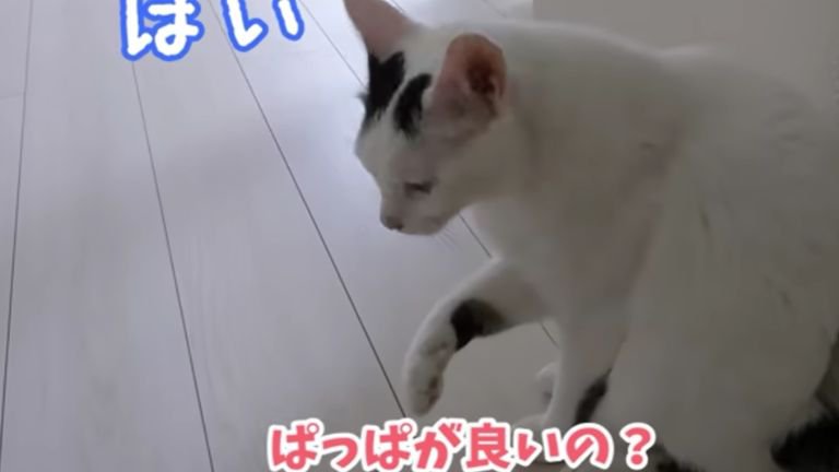 室内にいる猫