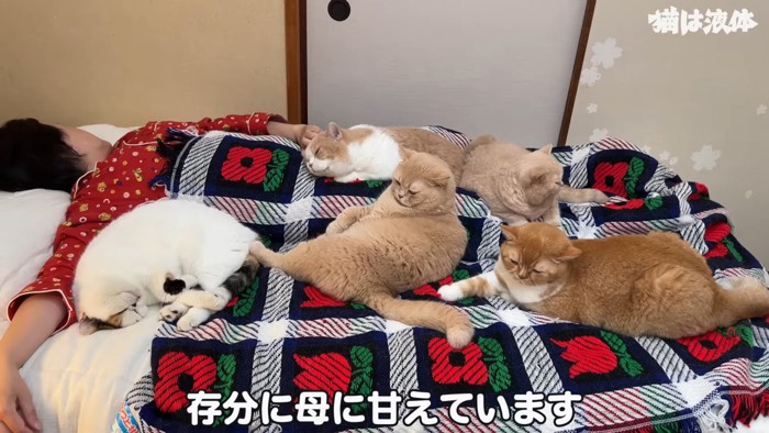 寝ている人の周りにいる猫たち