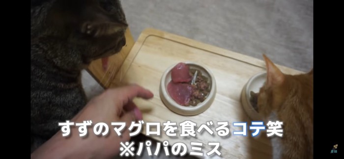 まぐろ食べる