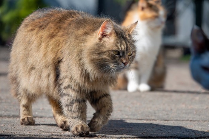 大きな猫