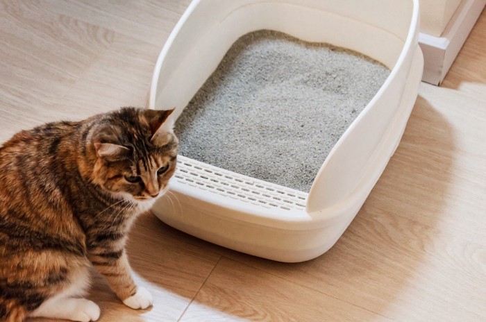 トイレが不満そうな猫