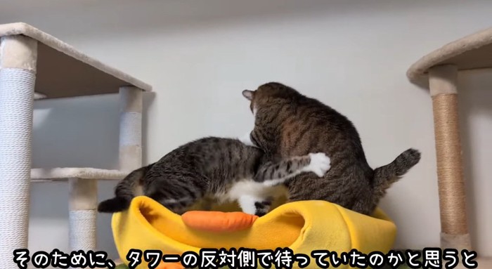 揉み合う猫