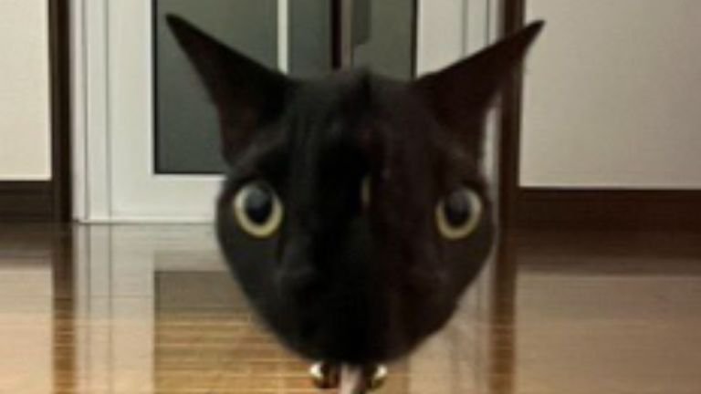 鏡に映る猫