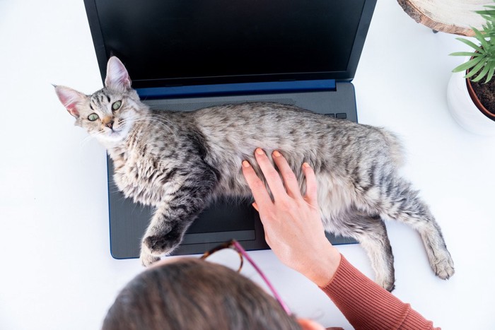 女性のノートパソコンに横たわる猫