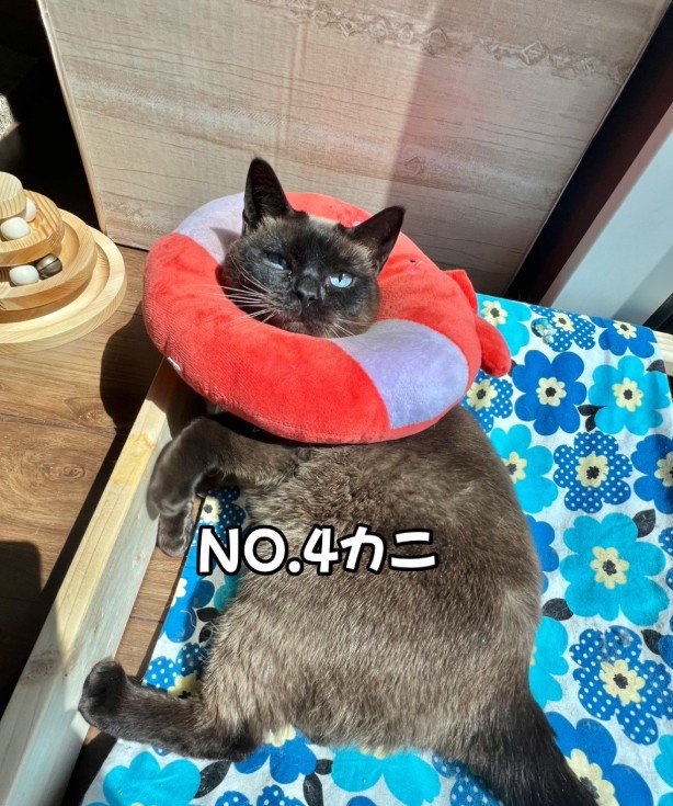 カラーをつけているおこげちゃん