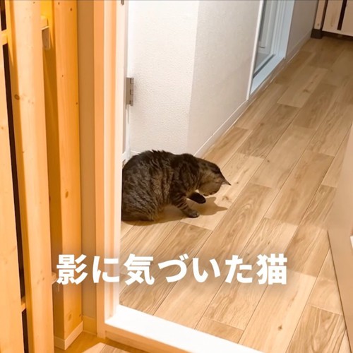 前足を浮かせる猫