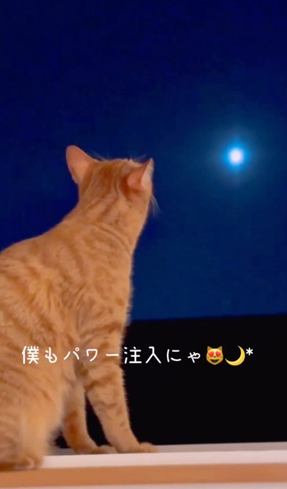 月を見る猫