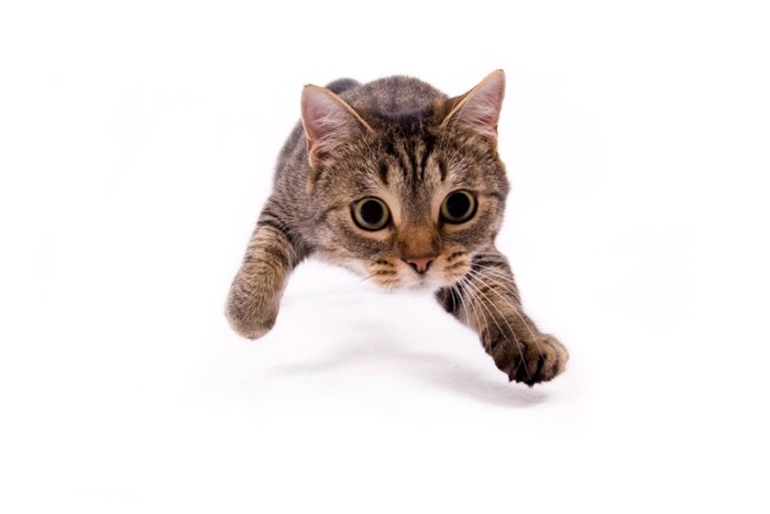 ダッシュする猫