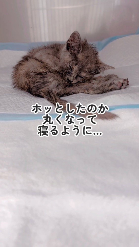 うずくまる子猫