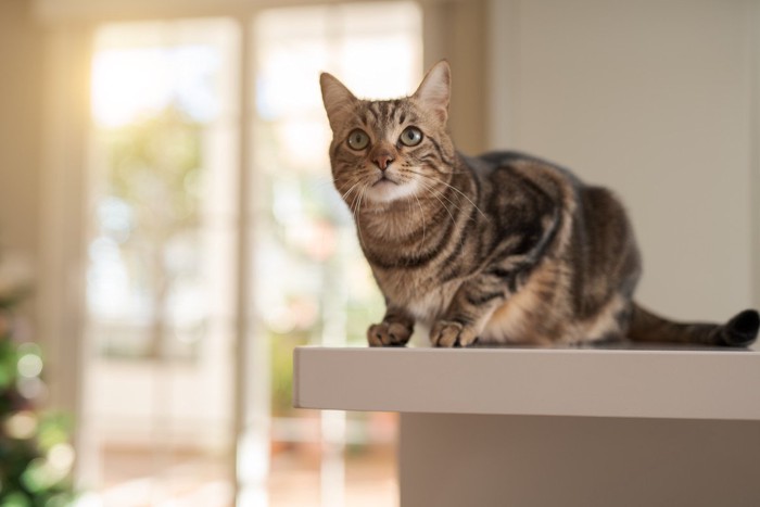 白いテーブルで佇む猫