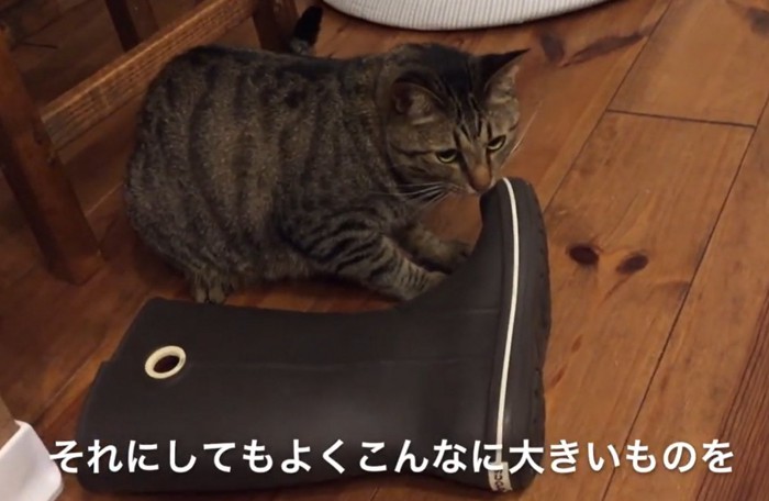長靴の先端を齧る猫(それにしてもよくこんなに大きいものを)