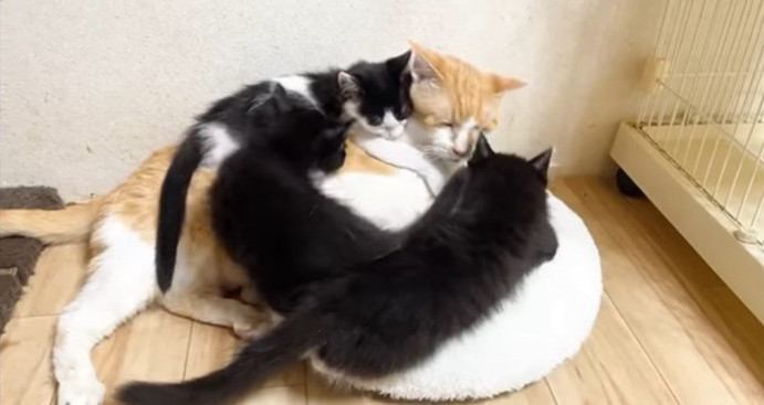子猫たちに囲まれるむぎくん