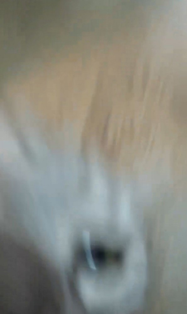 怒ってブレる猫