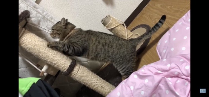 爪とぎする猫