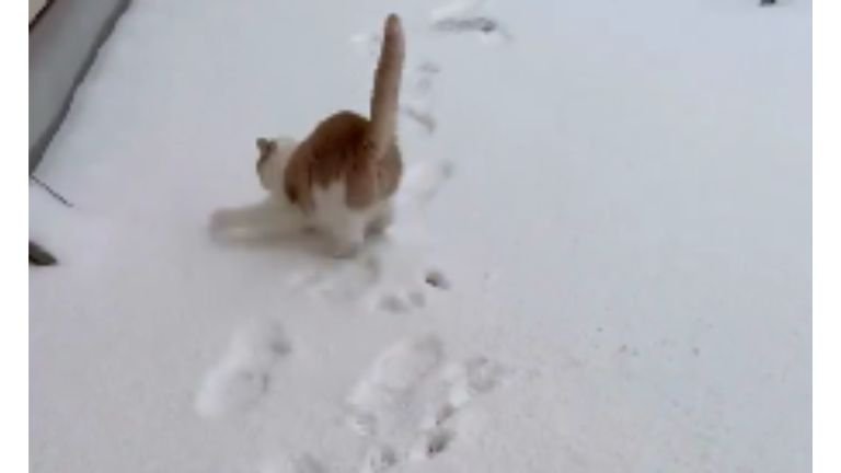 雪の上を歩く猫
