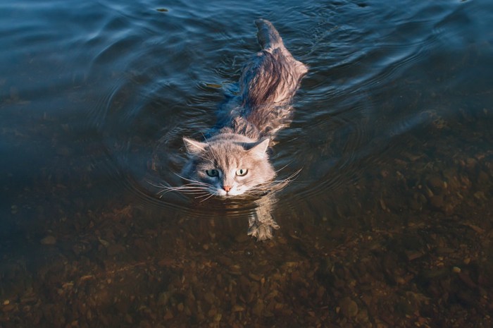 泳ぐ猫