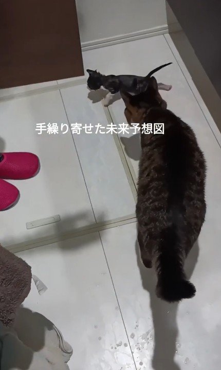 子猫を追う猫