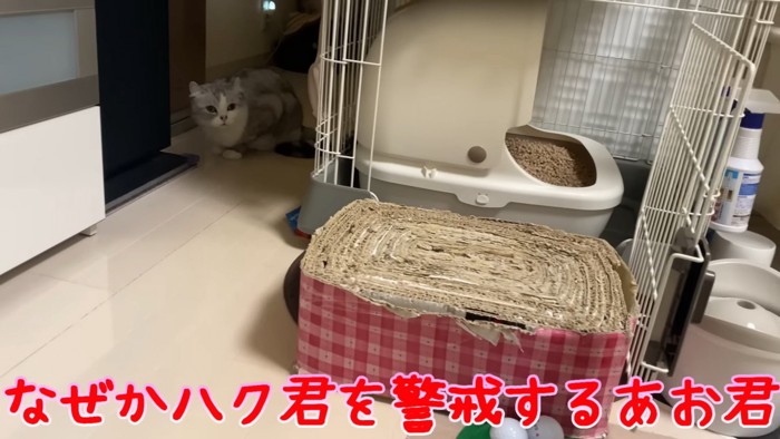 部屋の奥にいる猫