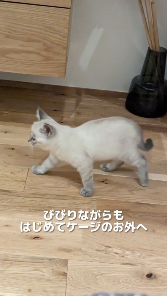 家の中を歩く子猫