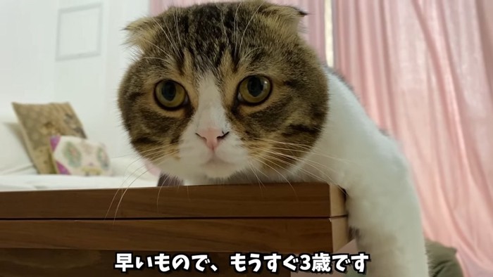 前を見る猫の顔