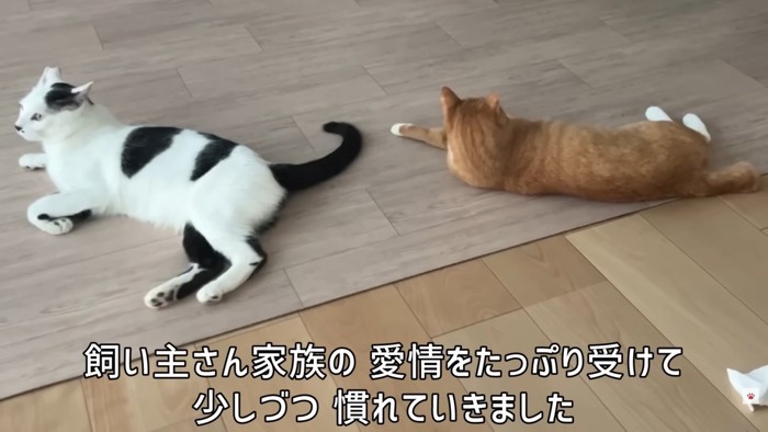 テロップ「飼い主さん家族の～」