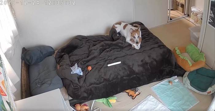 ベッドの上の犬